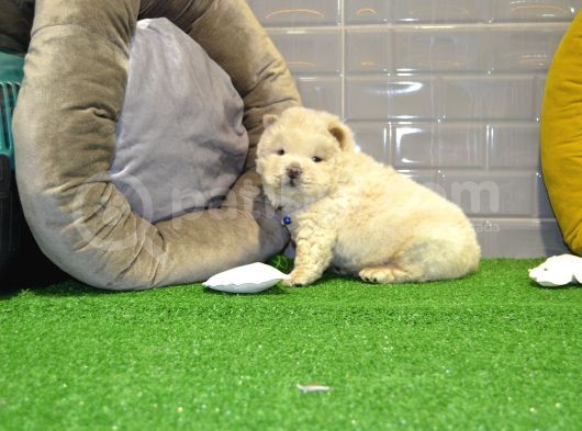 Orji̇nal Chow Chow Yavrularimiz Gelmi̇şti̇r görsel