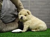 Orji̇nal Chow Chow Yavrularimiz Gelmi̇şti̇r