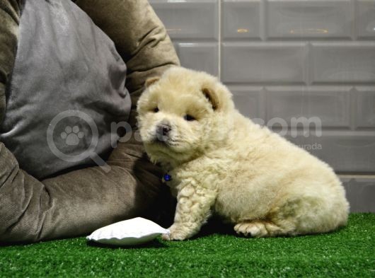 Orji̇nal Chow Chow Yavrularimiz Gelmi̇şti̇r görsel