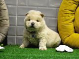 Orji̇nal Chow Chow Yavrularimiz Gelmi̇şti̇r