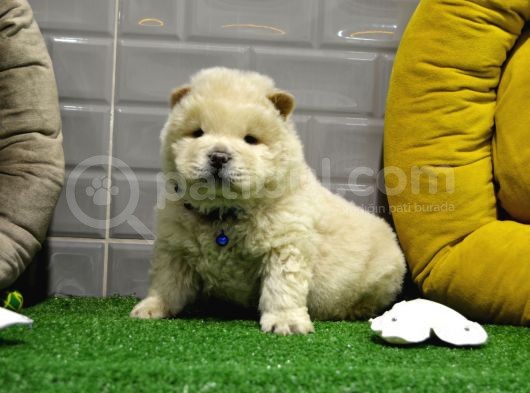 Orji̇nal Chow Chow Yavrularimiz Gelmi̇şti̇r görsel
