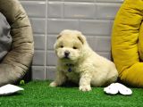 Orji̇nal Chow Chow Yavrularimiz Gelmi̇şti̇r