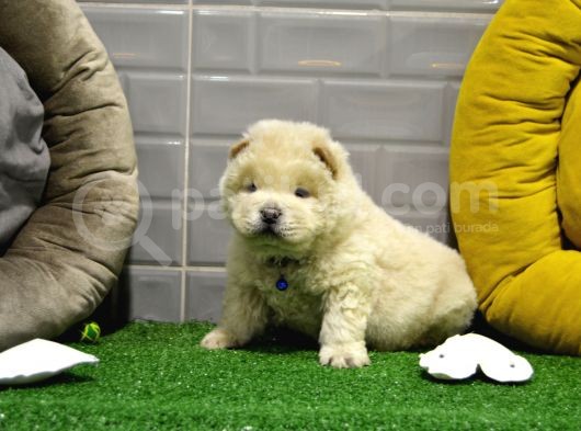 Orji̇nal Chow Chow Yavrularimiz Gelmi̇şti̇r görsel