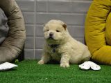 Orji̇nal Chow Chow Yavrularimiz Gelmi̇şti̇r