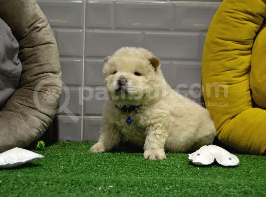 Orji̇nal Chow Chow Yavrularimiz Gelmi̇şti̇r görsel