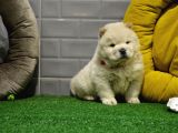 Orji̇nal Chow Chow Yavrularimiz Gelmi̇şti̇r