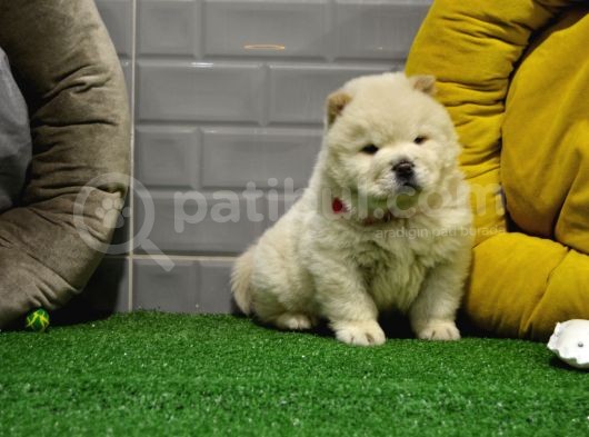 Orji̇nal Chow Chow Yavrularimiz Gelmi̇şti̇r görsel