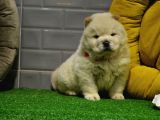 Orji̇nal Chow Chow Yavrularimiz Gelmi̇şti̇r