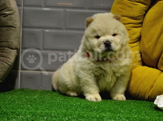 Orji̇nal Chow Chow Yavrularimiz Gelmi̇şti̇r görsel