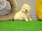 Orji̇nal Chow Chow Yavrularimiz Gelmi̇şti̇r