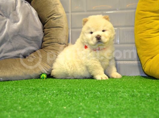 Orji̇nal Chow Chow Yavrularimiz Gelmi̇şti̇r görsel