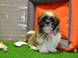 Shih Tzu Bebekleri̇mi̇z Gelmi̇şti̇r