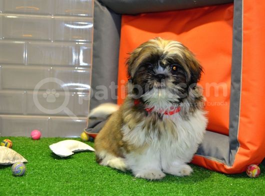 Shih Tzu Bebekleri̇mi̇z Gelmi̇şti̇r