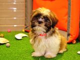 Shih Tzu Bebekleri̇mi̇z Gelmi̇şti̇r