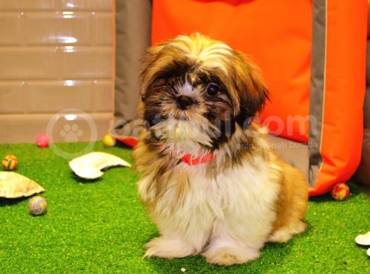 Shih Tzu Bebekleri̇mi̇z Gelmi̇şti̇r görsel