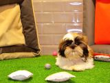 Shih Tzu Bebekleri̇mi̇z Gelmi̇şti̇r