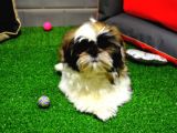 Shih Tzu Bebekleri̇mi̇z Gelmi̇şti̇r