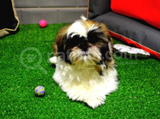 Shih Tzu Bebekleri̇mi̇z Gelmi̇şti̇r görsel