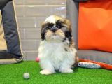 Shih Tzu Bebekleri̇mi̇z Gelmi̇şti̇r