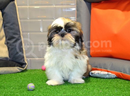 Shih Tzu Bebekleri̇mi̇z Gelmi̇şti̇r görsel