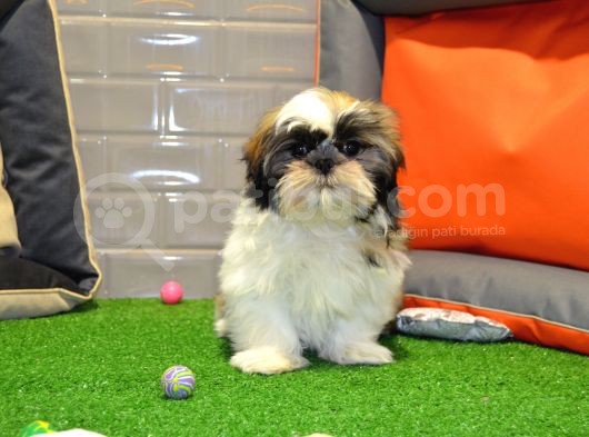 Shih Tzu Bebekleri̇mi̇z Gelmi̇şti̇r görsel