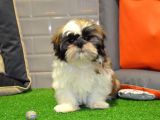 Shih Tzu Bebekleri̇mi̇z Gelmi̇şti̇r