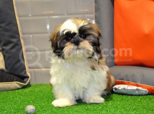 Shih Tzu Bebekleri̇mi̇z Gelmi̇şti̇r görsel
