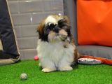 Shih Tzu Bebekleri̇mi̇z Gelmi̇şti̇r
