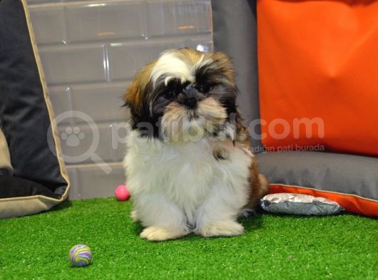 Shih Tzu Bebekleri̇mi̇z Gelmi̇şti̇r görsel