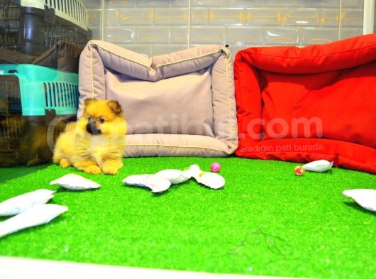 Orji̇nal Spitz Yavrularimiz Gelmi̇şti̇r görsel