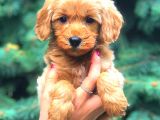 Red Teacup Malti̇po Erkek