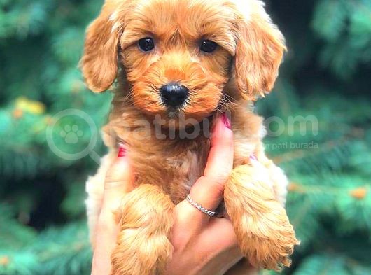 Red Teacup Malti̇po Erkek
