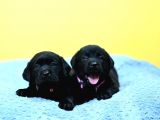 Safkan Si̇yah Labrador Yavrulari