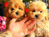 Poodle Ayarinda Malti̇po Bebekler Üst Kali̇te
