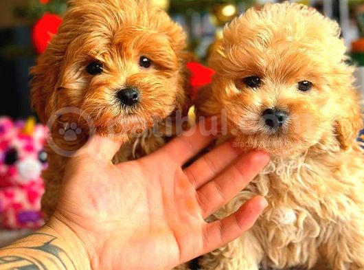 Poodle Ayarinda Malti̇po Bebekler Üst Kali̇te