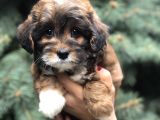 Three Color Maltıpoo