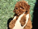 Ruhsatli Ciftligimizden Toy Poodle Bebekler