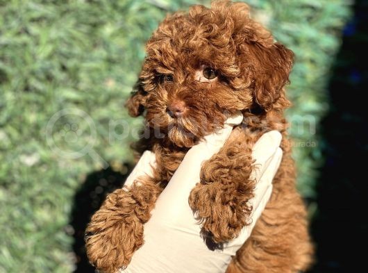 Ruhsatli Ciftligimizden Toy Poodle Bebekler görsel