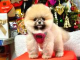 Safkan Pomeranian Teddy Yavruları