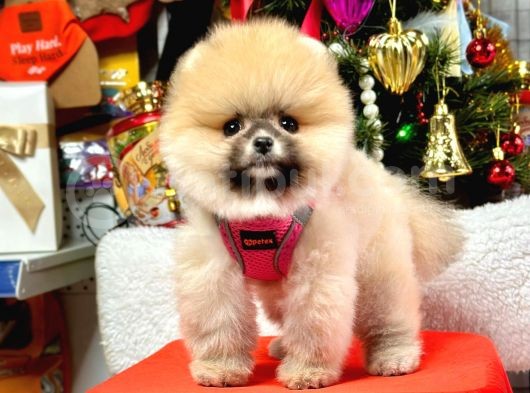 Safkan Pomeranian Teddy Yavruları görsel