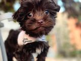 Chocolate Malti̇poo
