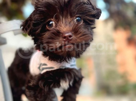Chocolate Malti̇poo