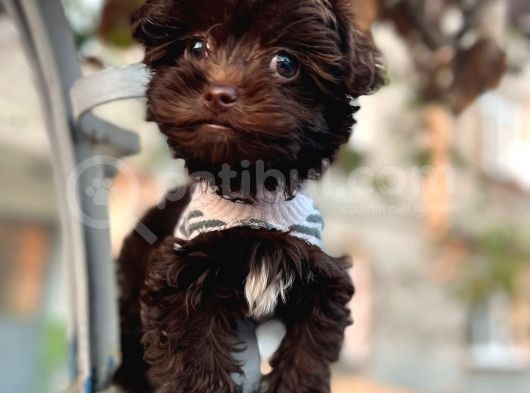 Chocolate Malti̇poo görsel