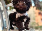 Chocolate Malti̇poo