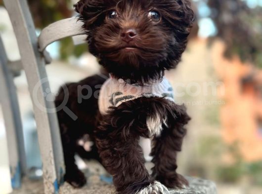 Chocolate Malti̇poo görsel