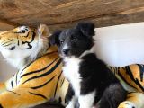 Border Colli̇e Dünyanin En Zeki̇ Irki