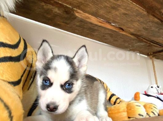 Si̇bi̇rya Kurdu Husky A Kali̇te Bebekler görsel