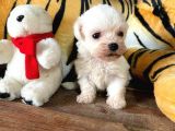 Maltese Terri̇er Sifir Numara Irk Garanti̇li̇