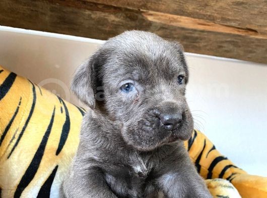 Cane Corso Blue Bebekler Irk Garanti̇li̇ görsel