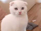 British Shorthair Ve Longhair Yavrular